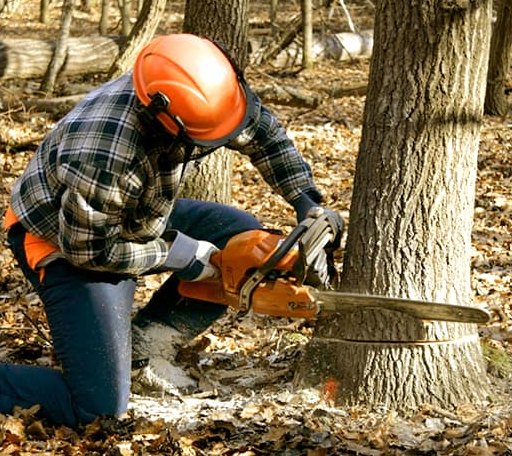 Tree Removal in Minot, ME